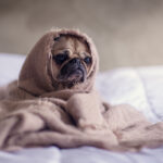 Dog Flu – Does Your Dog Need Protecting?